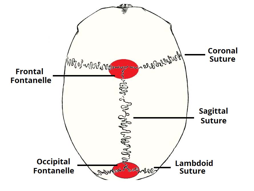 Major Fontanelles and Sutures of the Skull