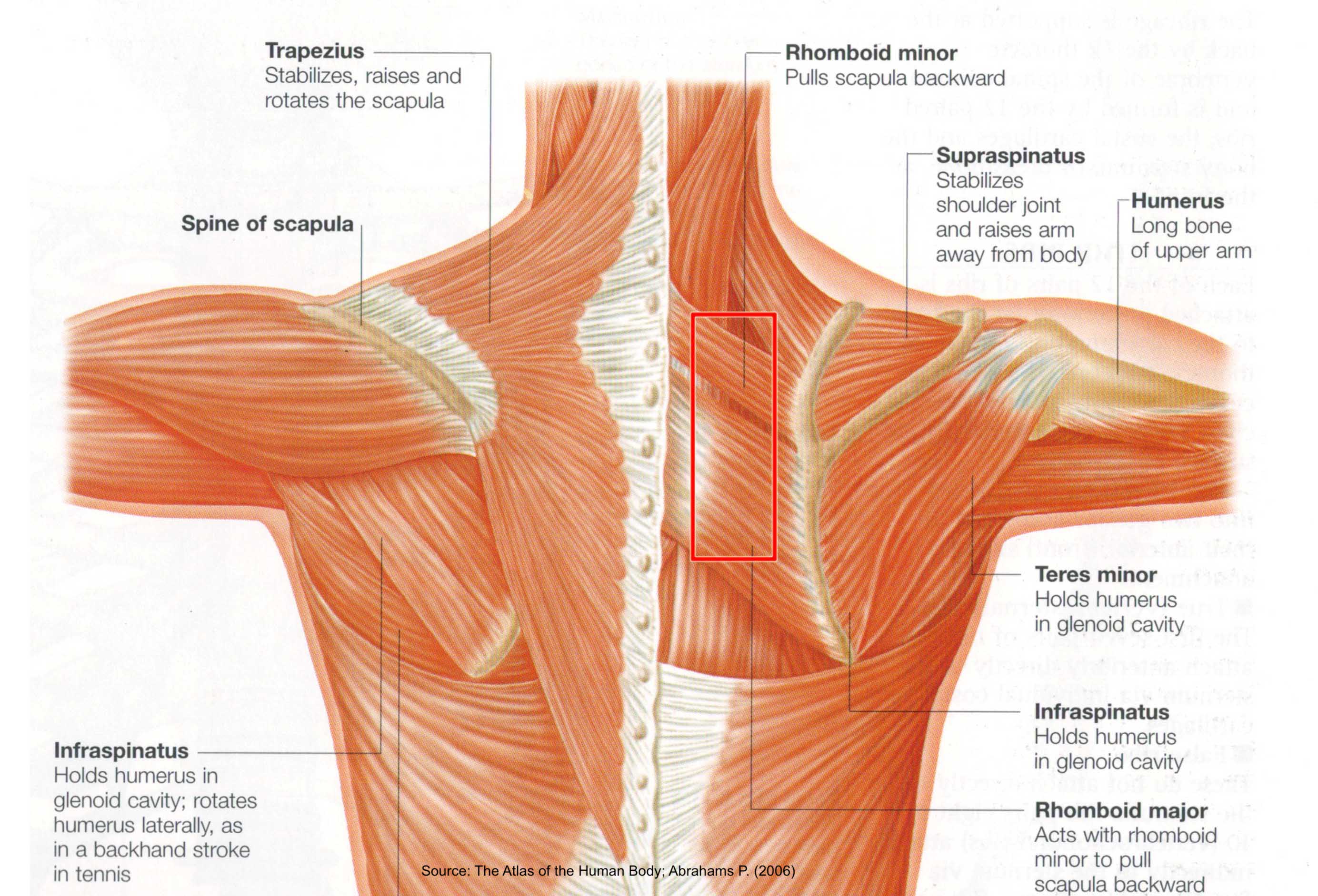muscles-in-shoulder-area